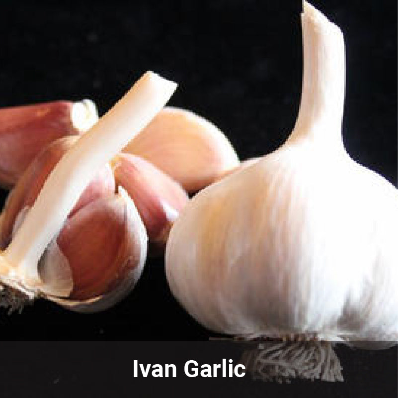 Full of Flavor Curated Garlic Pack 2023