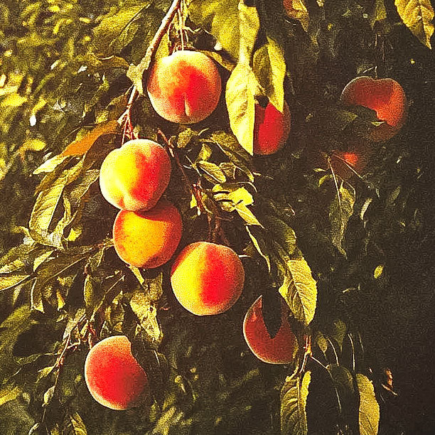 JH Hale Peach Tree Grow Organic
