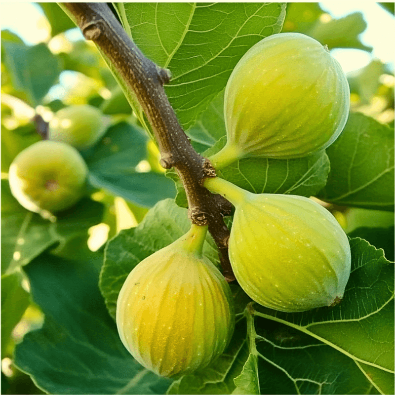 Kadota Fig Tree Grow Organic