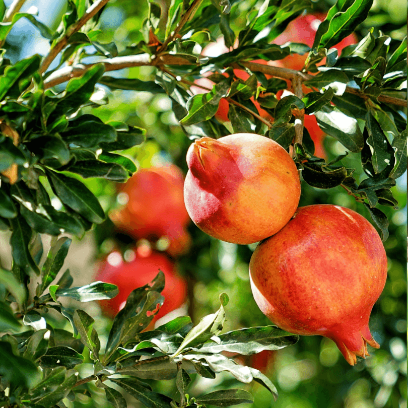 Kashmir Pomegranate Tree Grow Organic