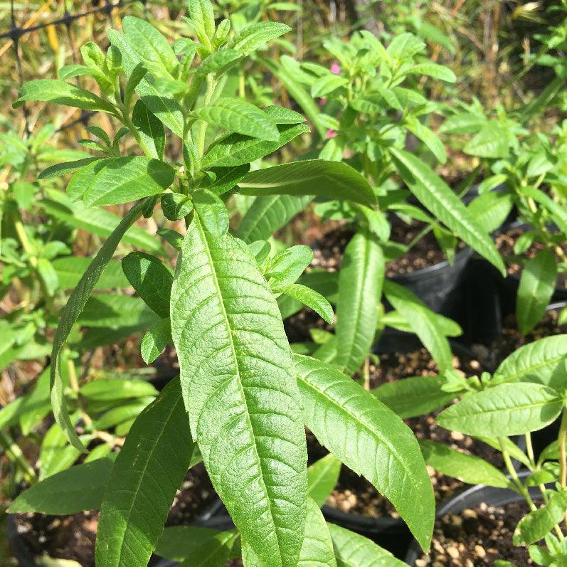 Organic Lemon Verbena (1 Gallon) Grow Organic