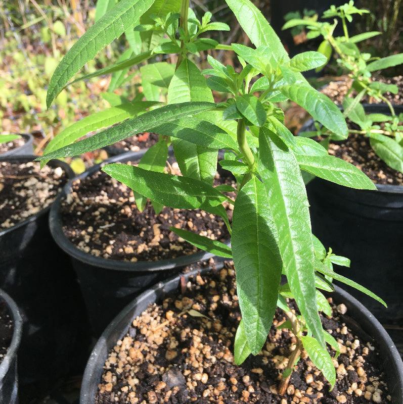potted lemon verbena plant Organic Lemon Verbena (1 Gallon) – Grow Organic