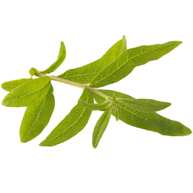 Organic Lemon Verbena (1 Gallon) Grow Organic