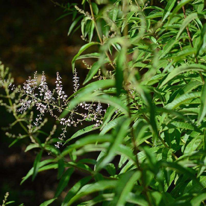 Organic Lemon Verbena (1 Gallon) Grow Organic
