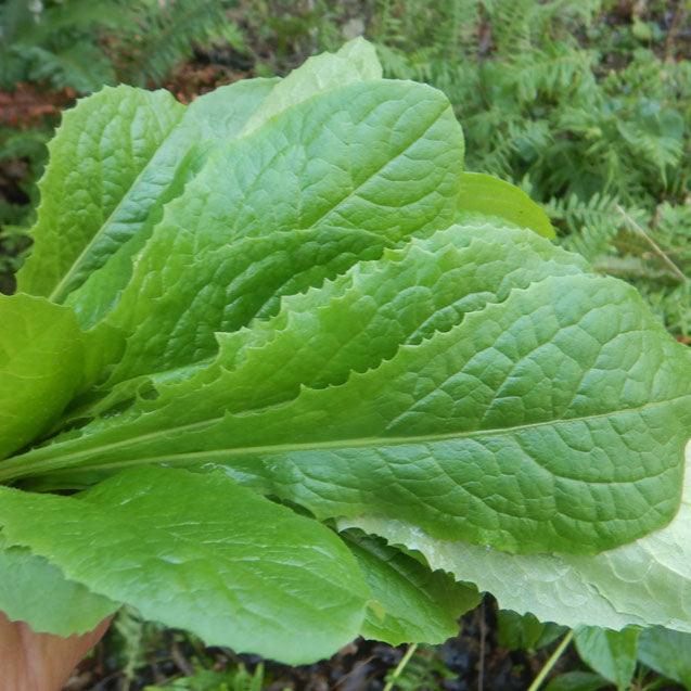 Wild Lettuce (Organic) Strictly Medicinal