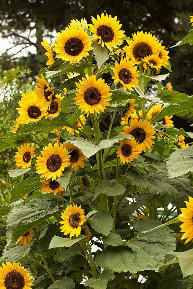 Long-Lasting Sunflowers, High Noon Renee's Garden