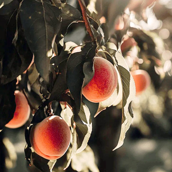 Loring Peach Tree Grow Organic