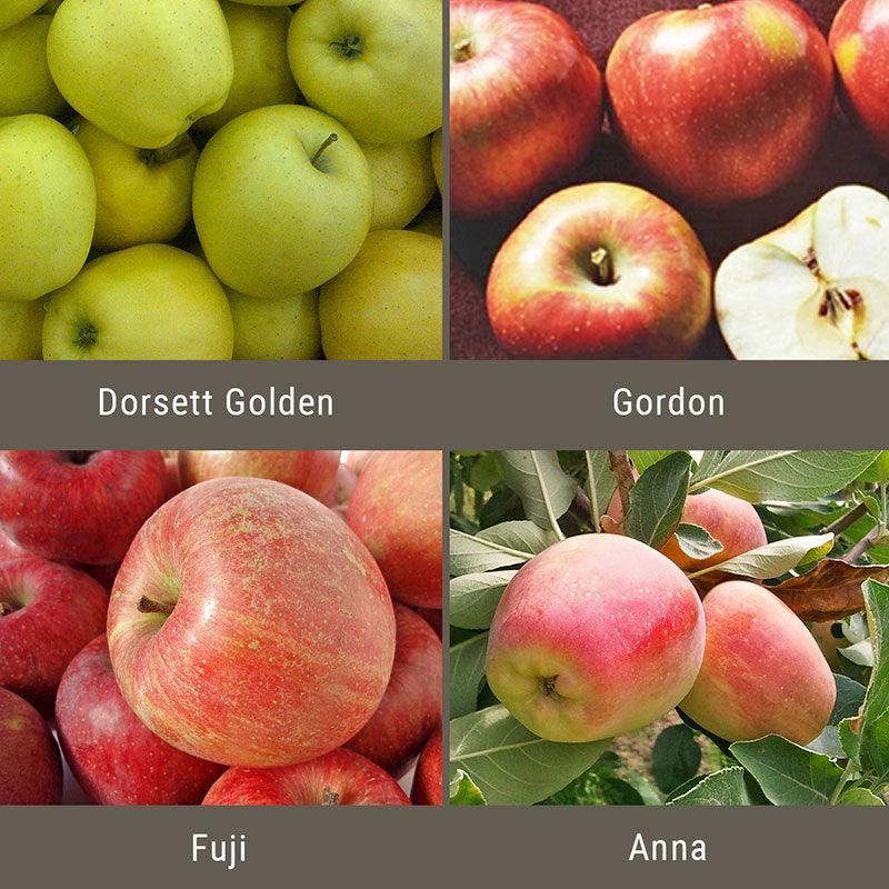 Low Chill Apple, 4 on 1 Multiple Grafted Fruit Tree Grow Organic