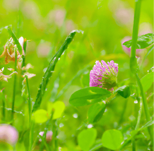 Peaceful Valley Low Profile Habitat Blend Mix (lb) PV Drop Ship