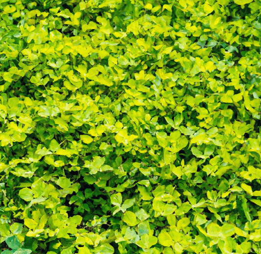 Peaceful Valley Low Rainfall Farm Reseeding Mix (lb) PV Drop Ship