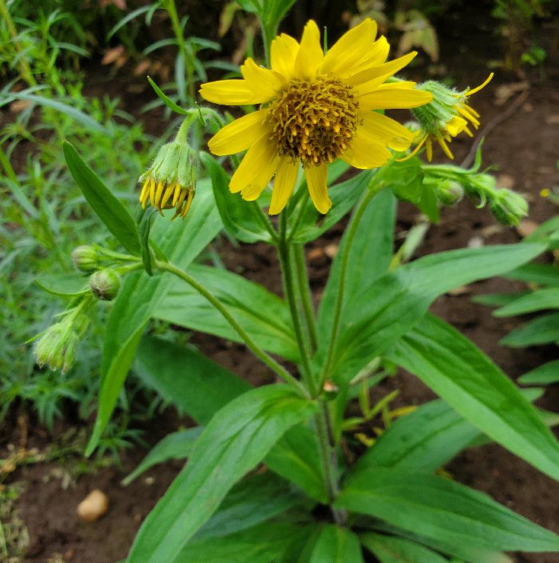Organic Meadow Arnica (1 gallon)