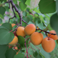 Moorpark Apricot Tree (Potted)
