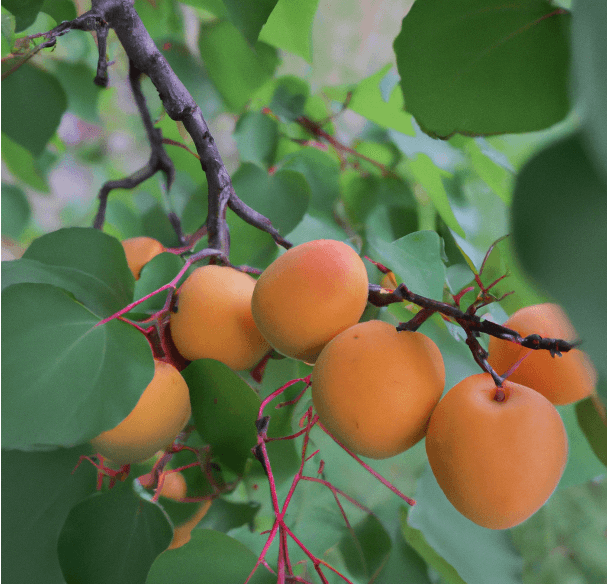 Moorpark Apricot Tree (Potted)