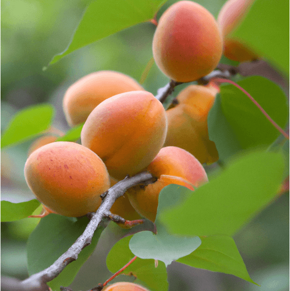 Moorpark Apricot Tree (Potted)