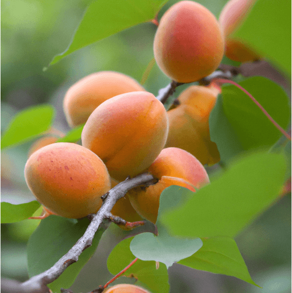 Moorpark Apricot Tree (Potted) Grow Organic