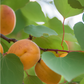 Moorpark Apricot Tree (Potted)