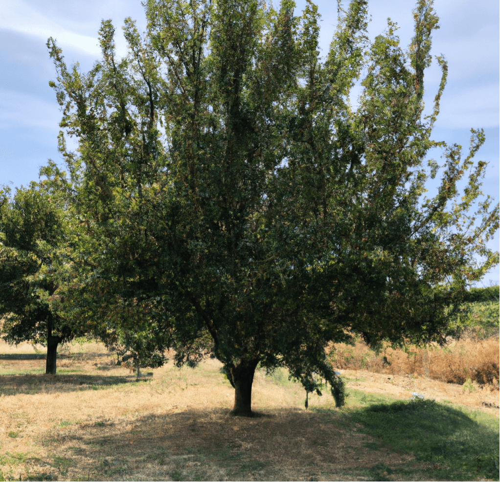 Moorpark Apricot Tree (Potted) Grow Organic