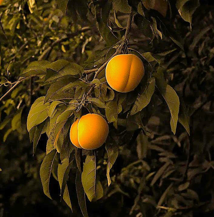 Muir Peach Tree Grow Organic