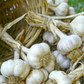 Organic Garlic, Music (lb)
