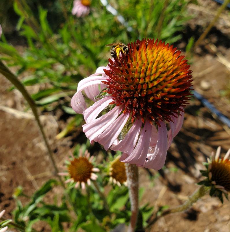 Organic Narrow-leaf Echinacea (1 gallon)