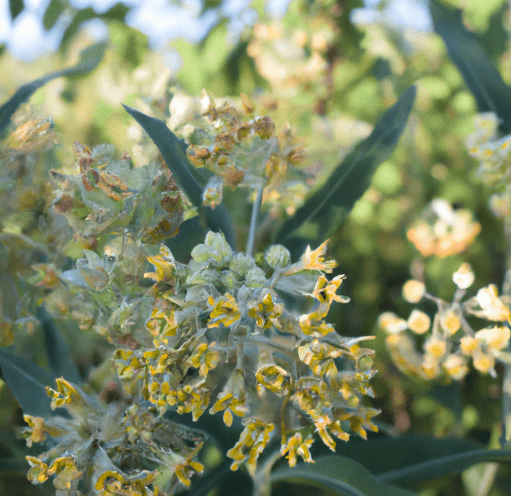 Narrowleaf Milkweed Seeds Peaceful Valley