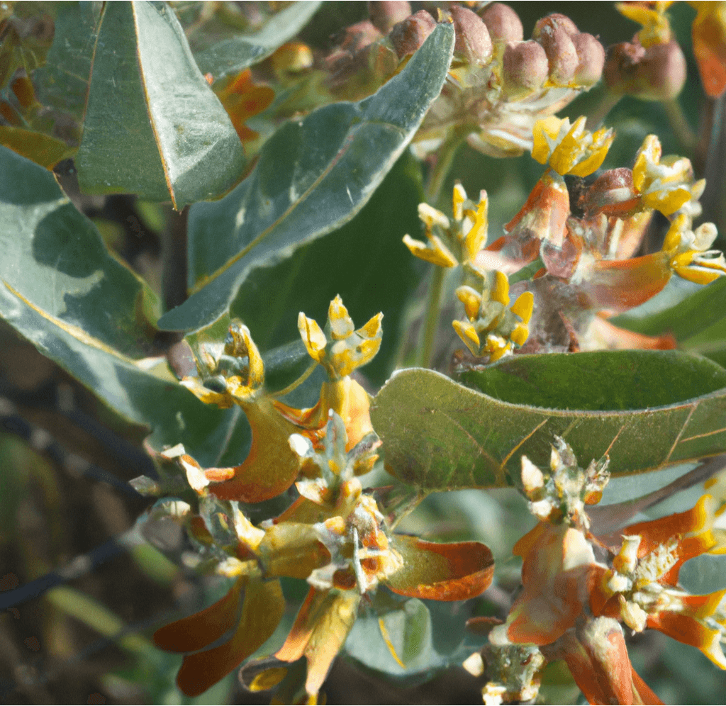 Narrowleaf Milkweed Seeds Peaceful Valley