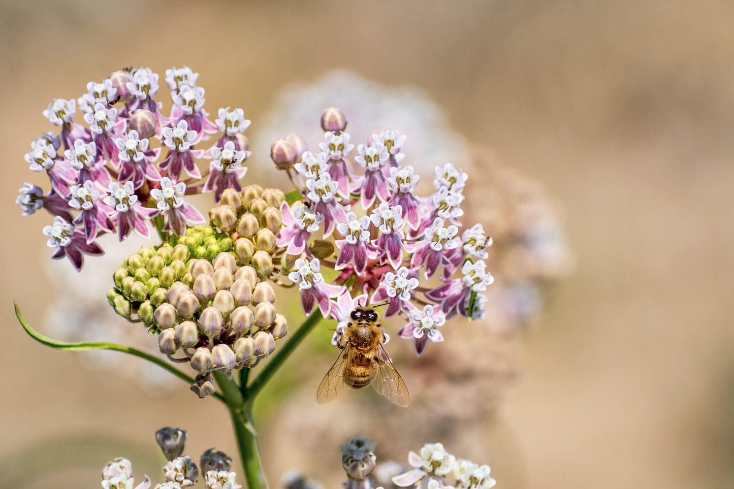Narrowleaf Milkweed Seeds Peaceful Valley