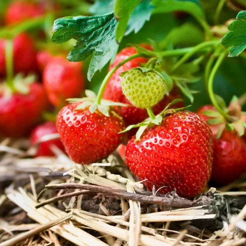 Organic Chandler Strawberry 4" Grow Organic