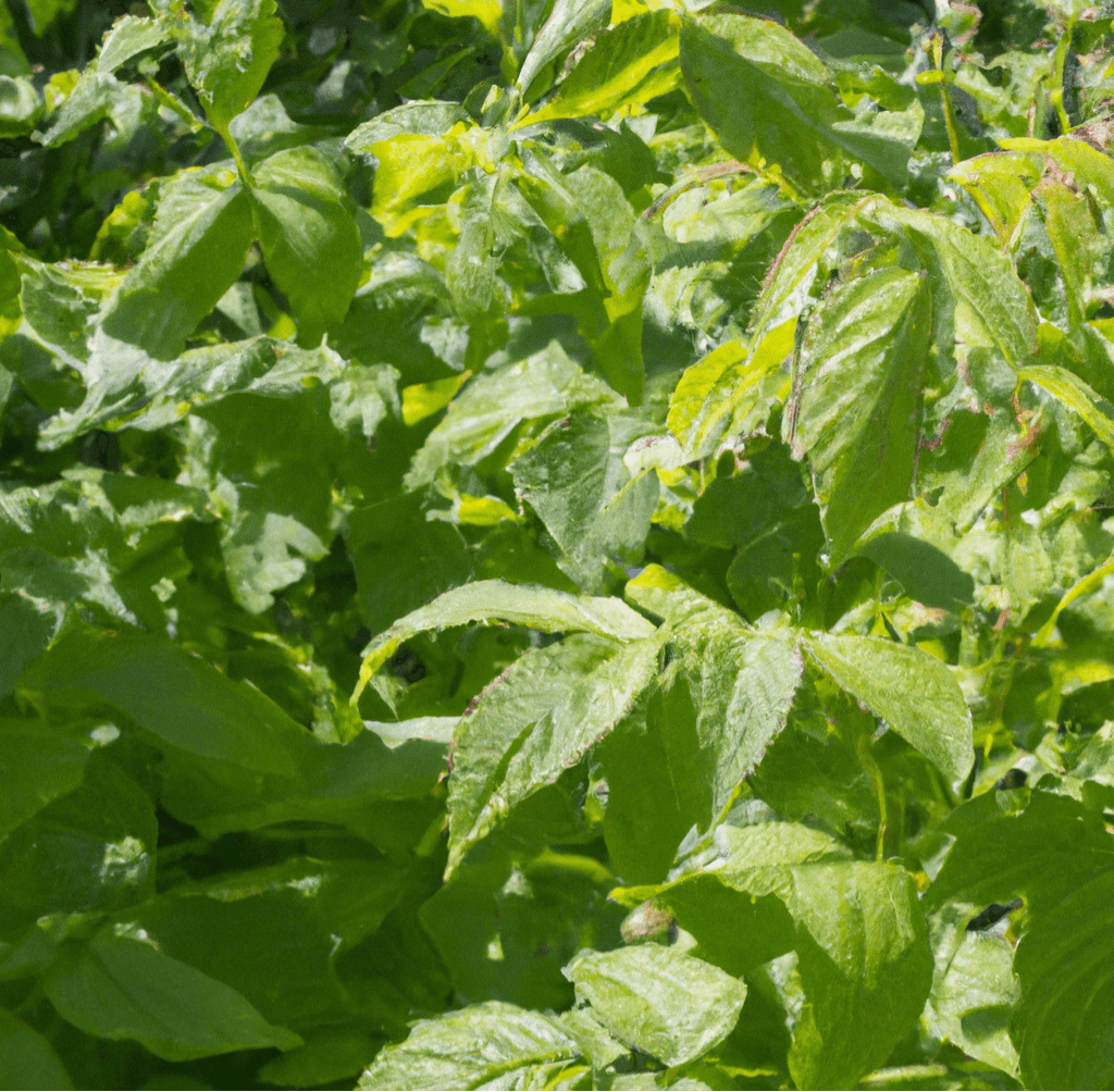 Organic Raspberry (1 Gallon) Grow Organic