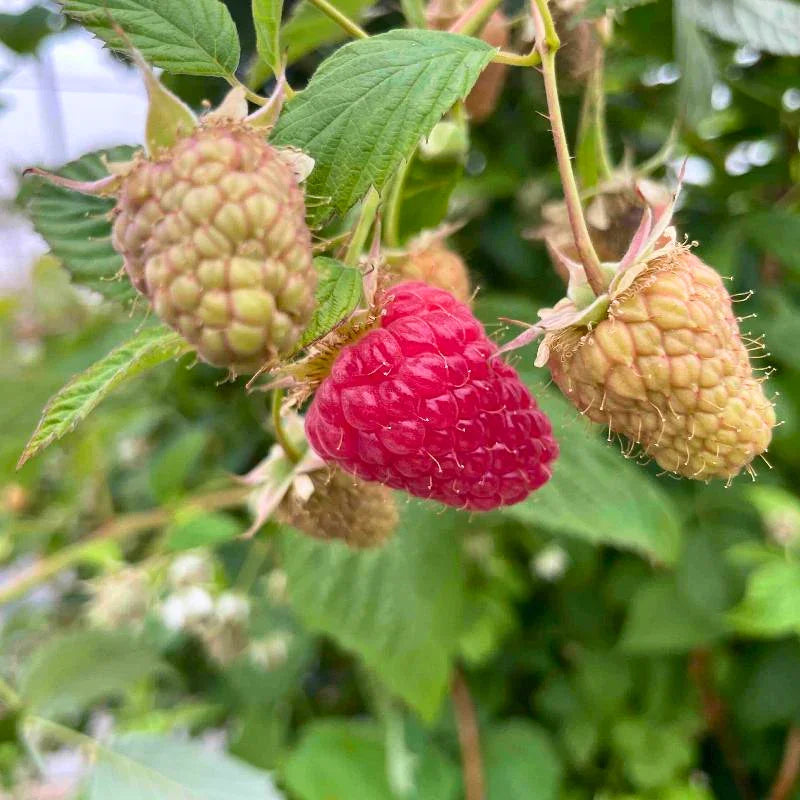 Organic Ruby Jewel Raspberry 1 Gallon Grow Organic