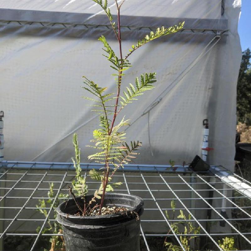 Organic Tansy (1 Gallon) Grow Organic