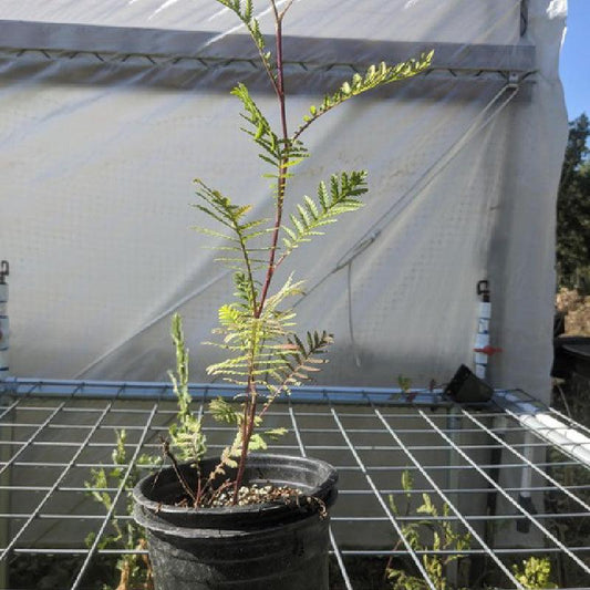 Organic Tansy (1 Gallon) Grow Organic