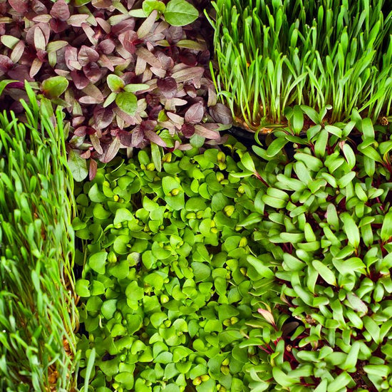 Organic cover crops mixed