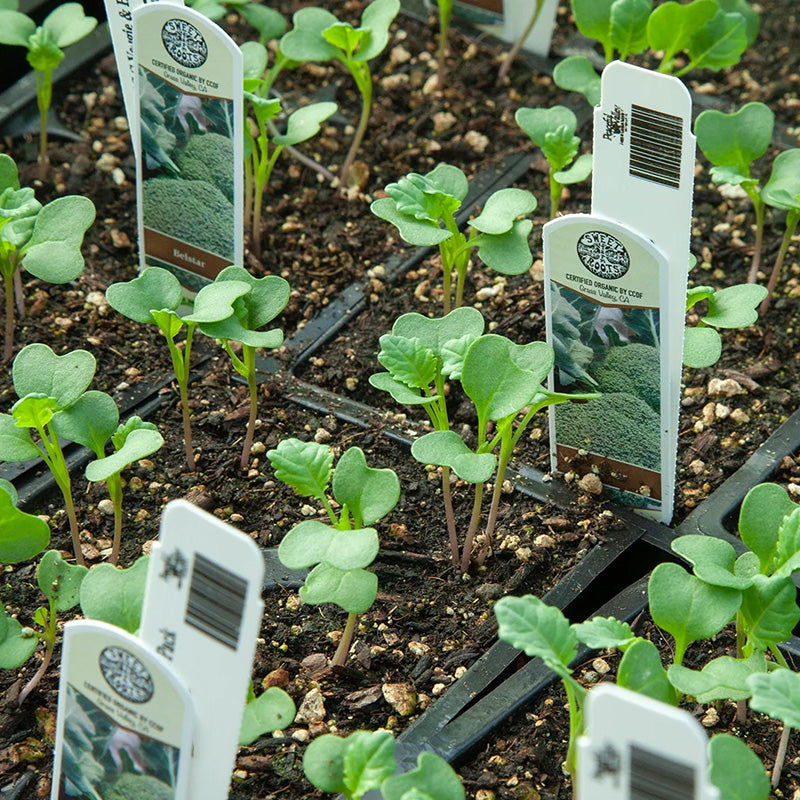 Organic Belstar Broccoli