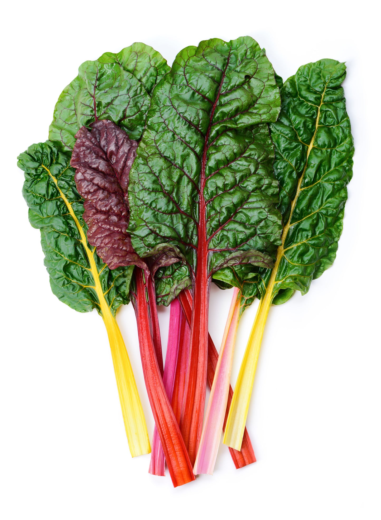 Organic Rainbow Chard