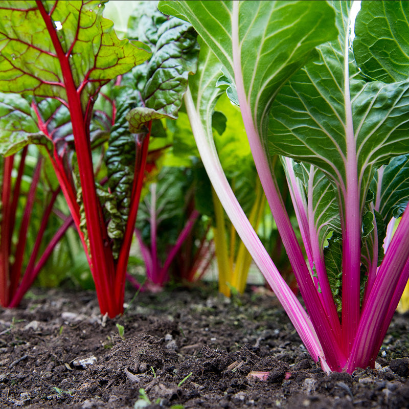 Organic Rainbow Chard