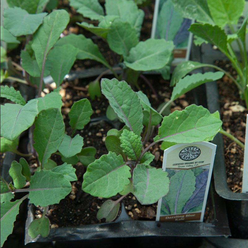 Organic Dazzling Blue Kale