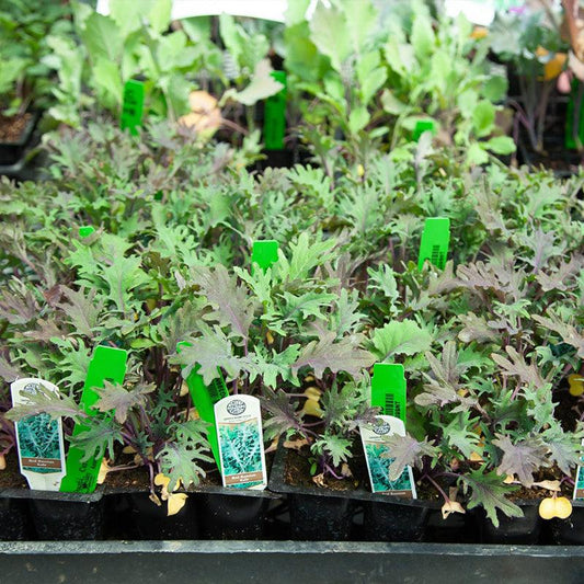 Organic Red Russian Kale Grow Organic