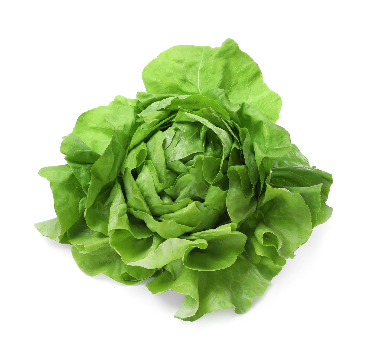 Organic Green Butter Lettuce