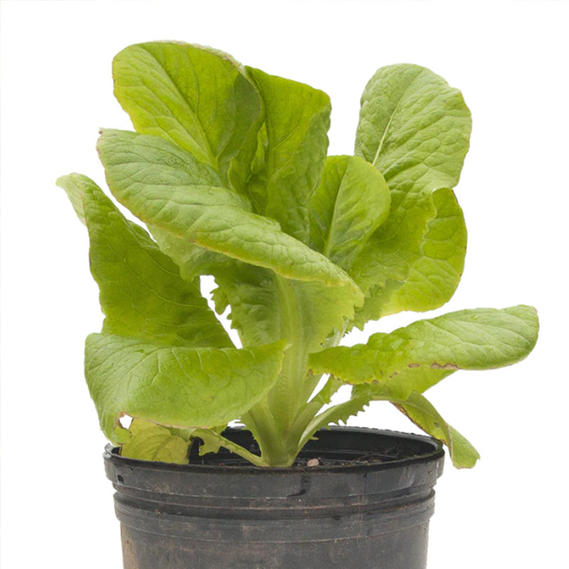 Organic Green Butter Lettuce