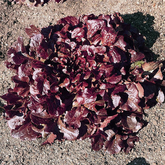 Organic Red Oakleaf Lettuce Grow Organic