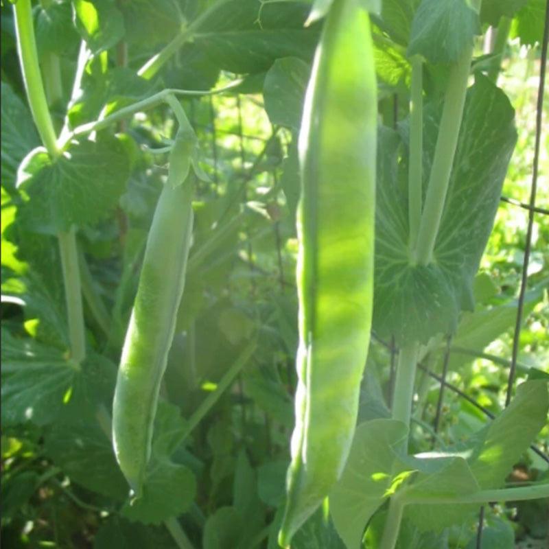 Organic Green Arrow Shelling Pea Grow Organic