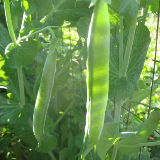 Organic Green Arrow Shelling Pea Grow Organic