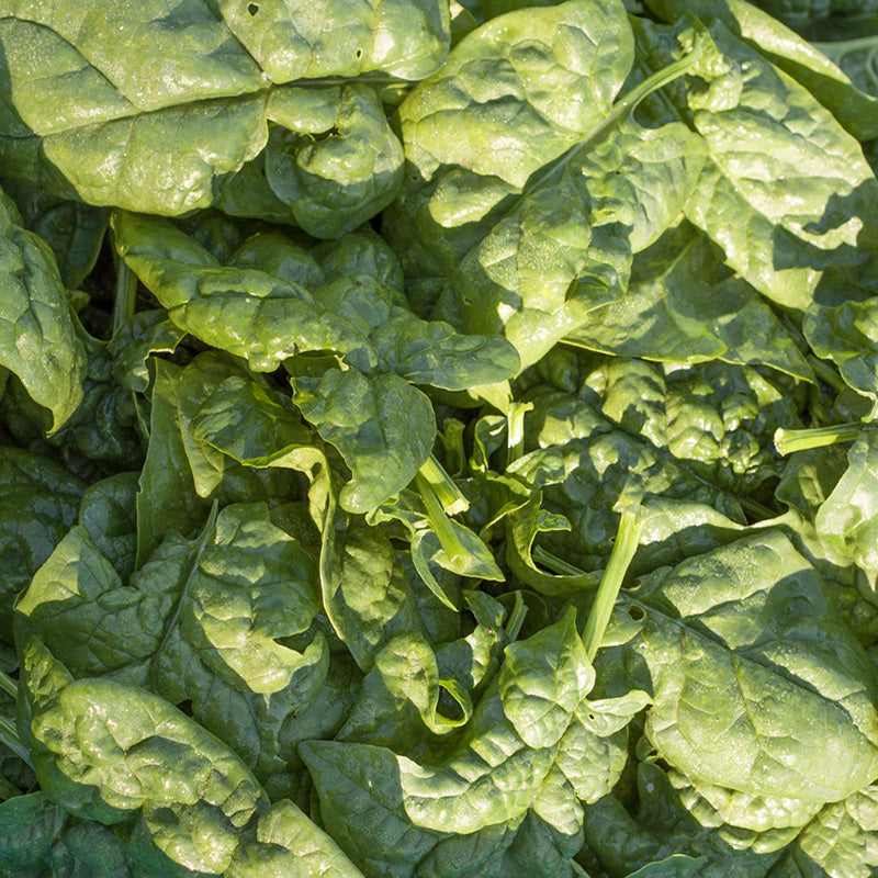 Organic Spinach