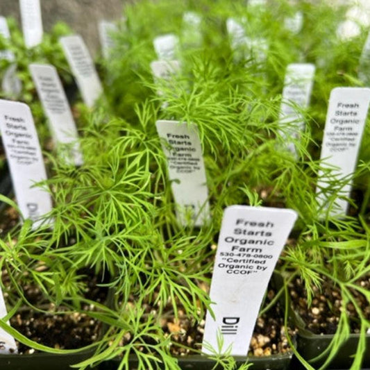 Organic Bouquet Dill Grow Organic
