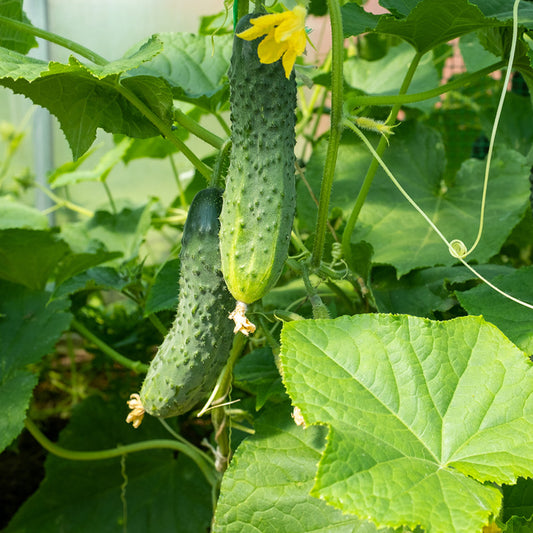 Organic National Pickling Cucumber on the vine 