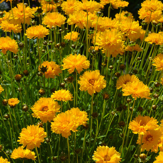 Organic Coreopsis Growing in bunches 