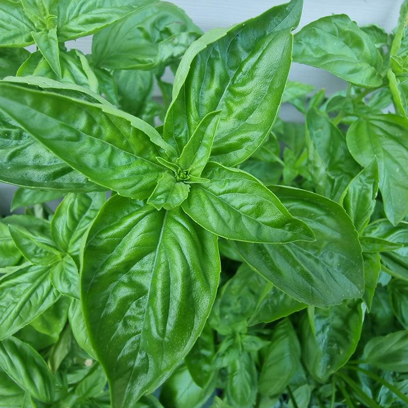 basil plant organic fertilizers Organic Aroma Basil