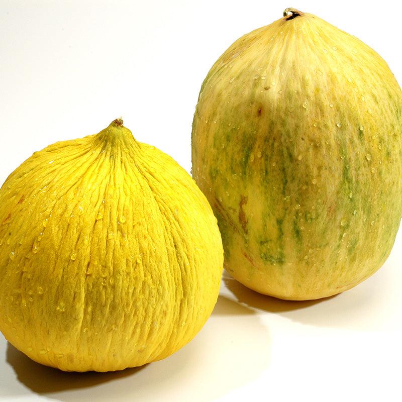 Organic Crenshaw Melon Sweet Roots Farm