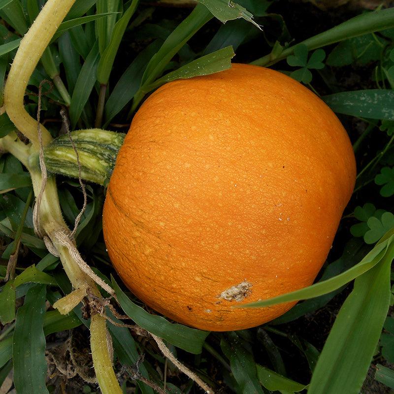 Organic Pie Pumpkin Sweet Roots Farm